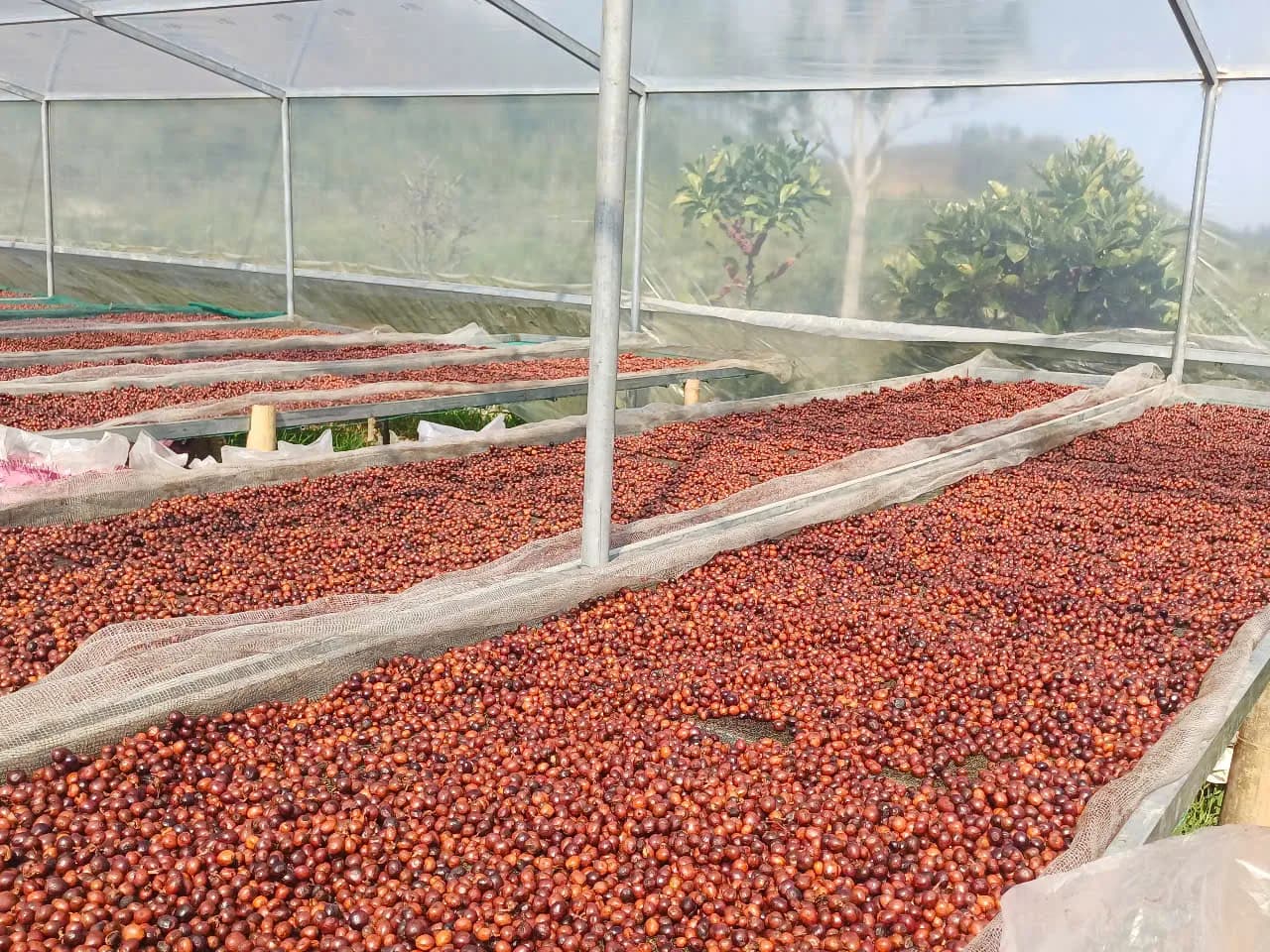 Lên men yếm khí 90 đến 200 giờ: vì sao không có công thức cố định
